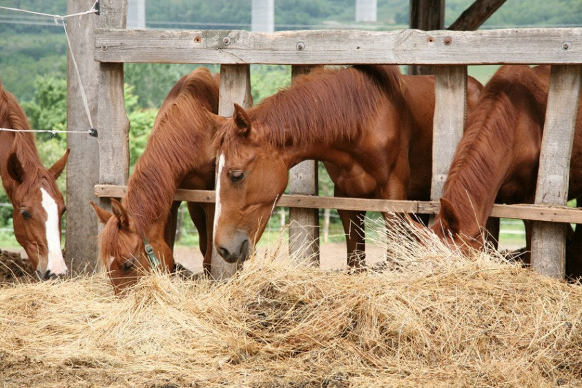 8 Handy Tips For Feeding Horses More Efficiently