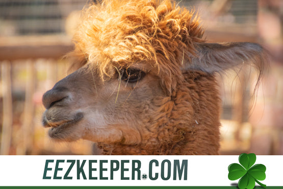 Best feeders for Alpacas : automatically feeding pellets, cubes, grain, supplements and/or any hay products
