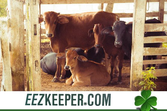Automatic Cow Feeders : Automatically feeding pellets, cubes, grain, supplements and/or any hay products