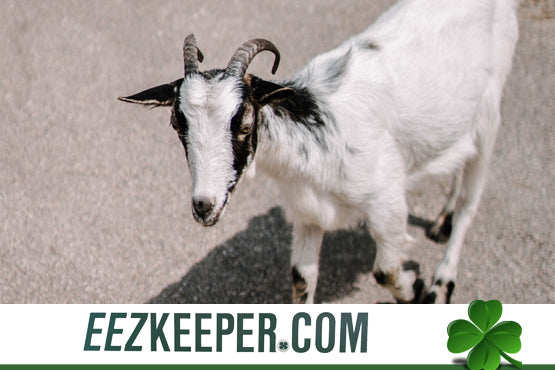 Automatic Goat Feeders : automatically feeding pellets, cubes, grain, supplements and/or any hay products