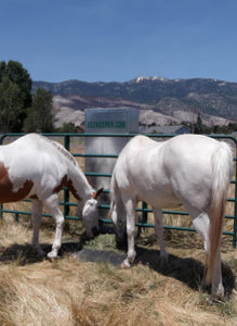 Automatic horse feeders